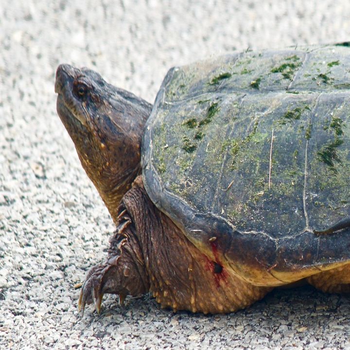 Snapping Turtle