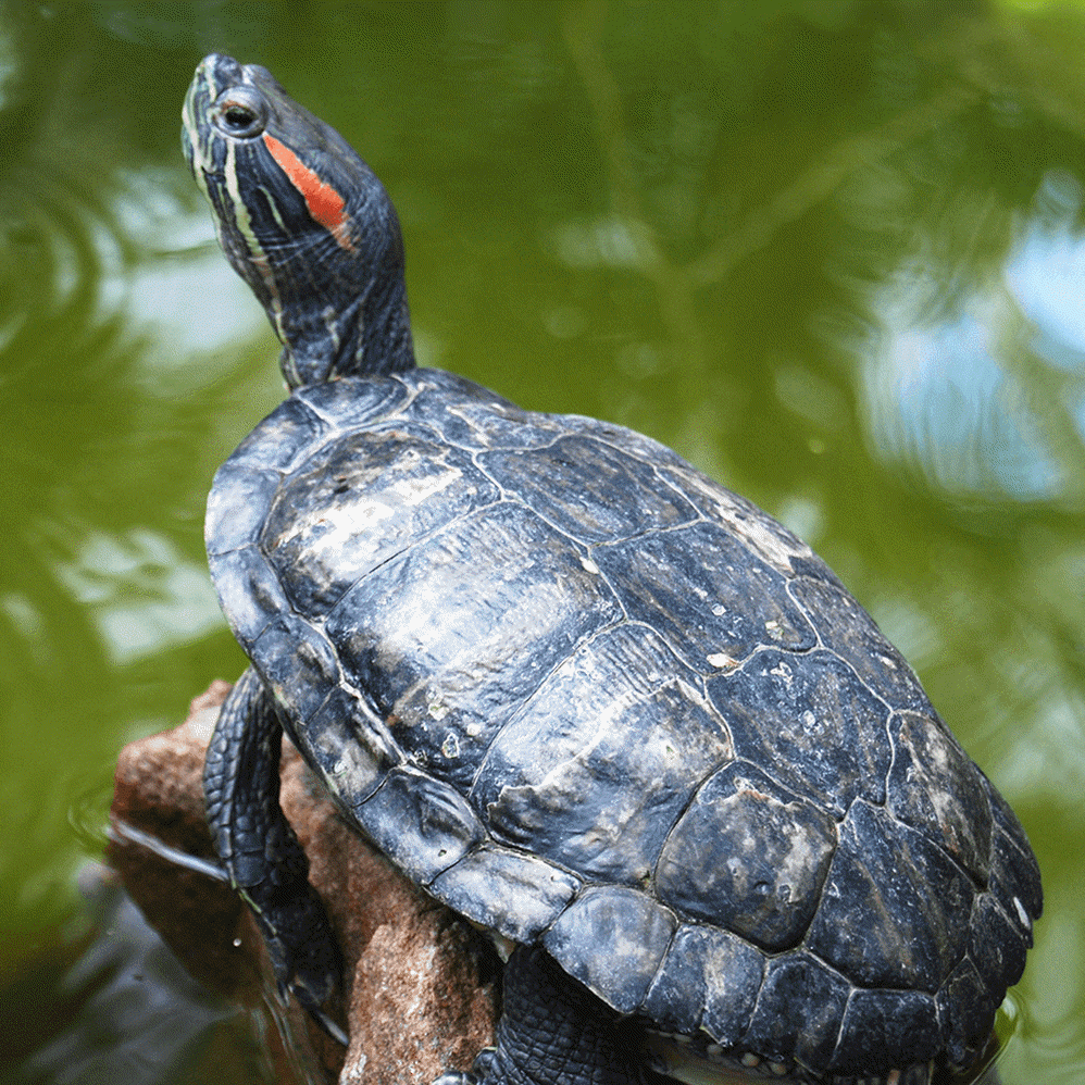 Red-Eared Slider