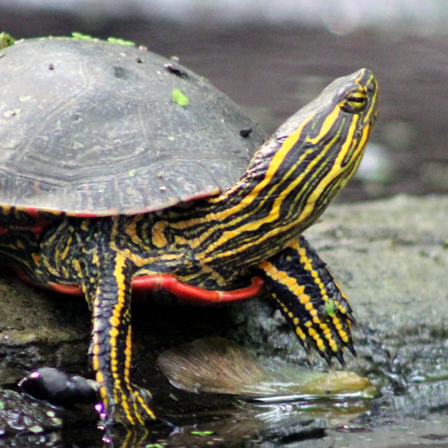 Western Painted Turtle