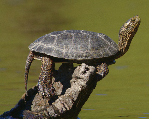 Western Pond Turtle